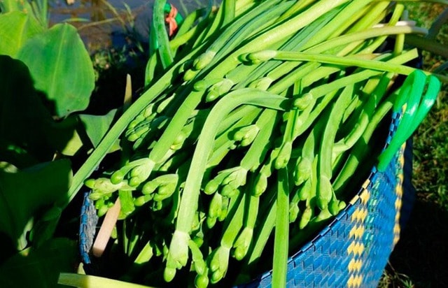 Loài rau dại mọc bờ mương hoá "mỏ tiền", là đặc sản lạ được săn tìm - Ảnh 2.