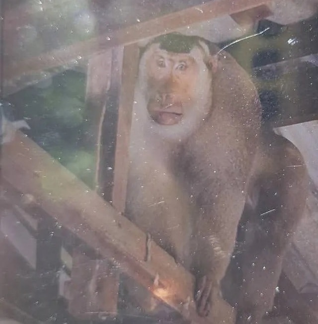 Khỉ hoang cắn chết người khiến dân làng hoảng loạn, một gia đình phải bỏ nhà - Ảnh 2. Khỉ hoang cắn chết người khiến dân làng hoảng loạn, một gia đình phải bỏ nhà - Ảnh 2.