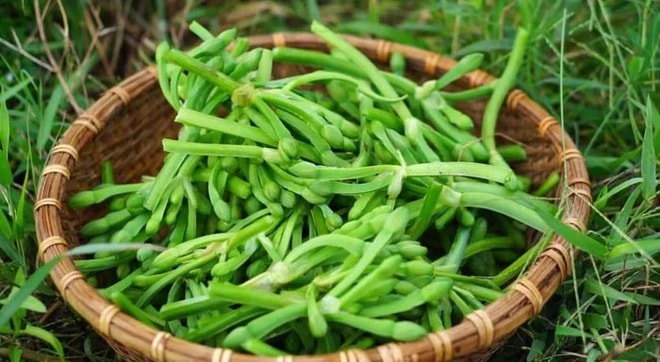 Loài rau dại mọc bờ mương hoá "mỏ tiền", là đặc sản lạ được săn tìm - Ảnh 5.