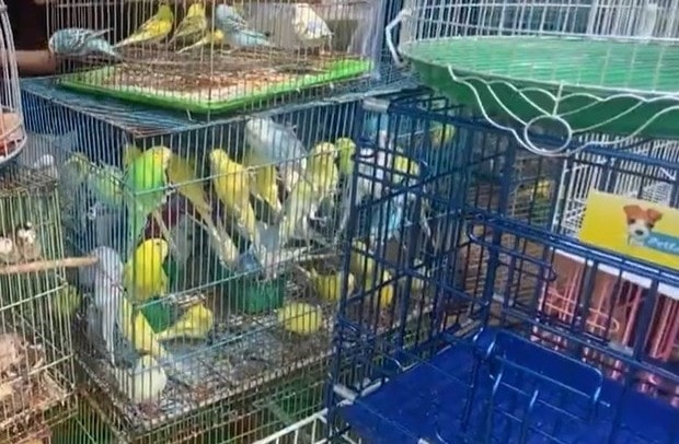 TP HCM kiểm tra cửa hàng chim cảnh , tạm giữ 341 con chim không có nguồn gốc - Ảnh 2. TP HCM kiểm tra cửa hàng chim cảnh , tạm giữ 341 con chim không có nguồn gốc - Ảnh 2.