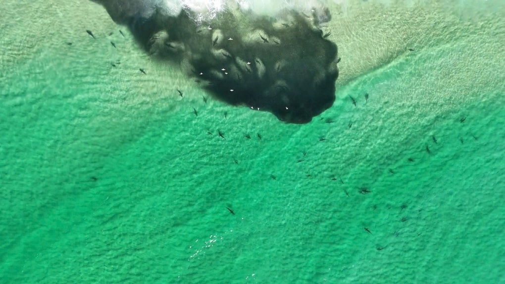 Hàng trăm con cá mập kéo đến săn mồi sát bãi tắm, du khách đứng hình - 2 Hàng trăm con cá mập kéo đến săn mồi sát bãi tắm, du khách đứng hình - 2