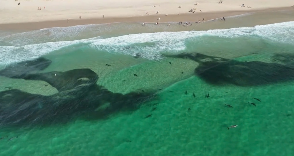 Hàng trăm con cá mập kéo đến săn mồi sát bãi tắm, du khách đứng hình - 1 Hàng trăm con cá mập kéo đến săn mồi sát bãi tắm, du khách đứng hình - 1