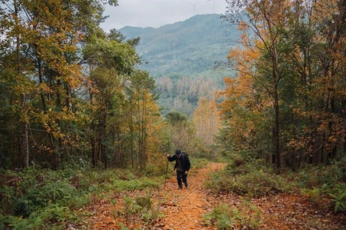 Du khách trekking tại rừng phong Khe Sanh. Ảnh: Tuấn Anh
