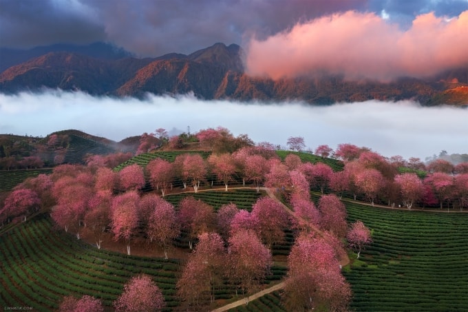 Một góc đồi chè Ô Quy Hồ trước khi di dời. Ảnh: Trần Linh