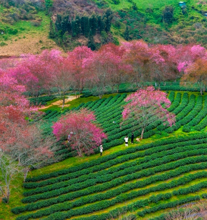 Du khách đến chek in mai anh đào chiều 9/12. Ảnh: Bùi Văn Hải