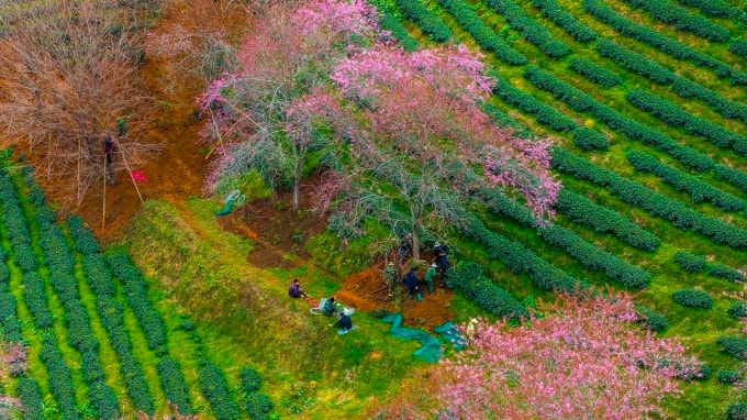 Công nhân chặt cành, đào gốc mai anh đào để di dời vào ngày 9/12. Ảnh: Bùi Văn Hải