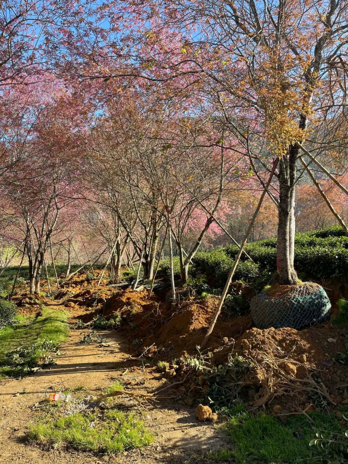 Loạt cây mai anh đào bị đào gốc chờ vận chuyển đi, sáng 10/12. Ảnh: Bùi Văn Hải