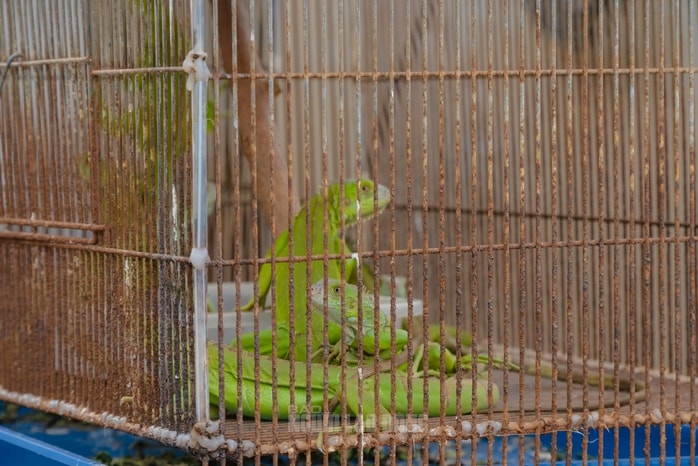 VIDEO: Đột kích căn nhà ở Bình Thạnh, phát hiện 202 con kỳ nhông nuôi nhốt trái phép - Ảnh 9.