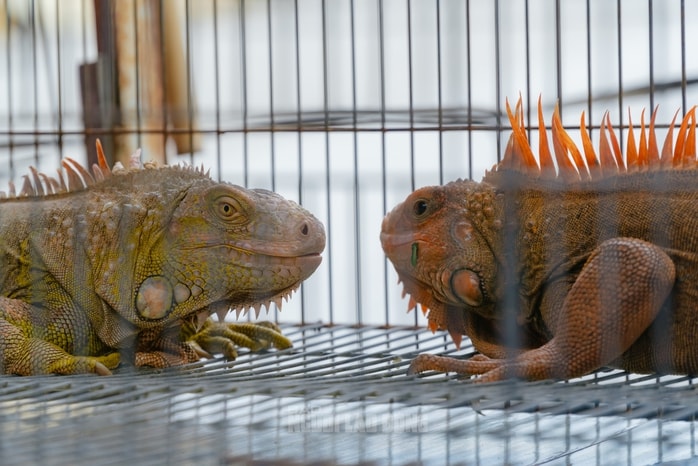 VIDEO: Đột kích căn nhà ở Bình Thạnh, phát hiện 202 con kỳ nhông nuôi nhốt trái phép - Ảnh 10.