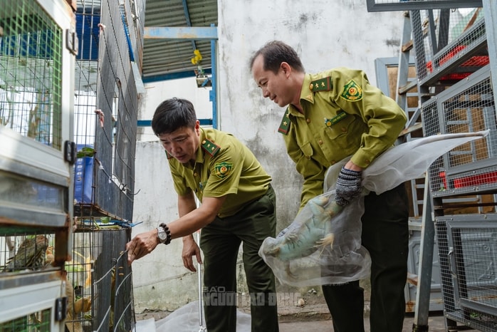 VIDEO: Đột kích căn nhà ở Bình Thạnh, phát hiện 202 con kỳ nhông nuôi nhốt trái phép - Ảnh 12.