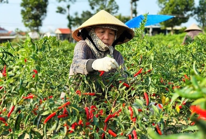 Nông dân miền Trung phấn khởi vì giá ớt cao kỷ lục- Ảnh 1. Nông dân miền Trung phấn khởi vì giá ớt cao kỷ lục- Ảnh 1.