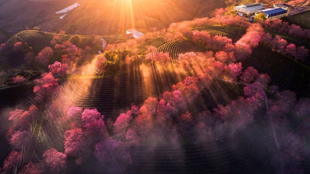 Mùa hoa mai anh đào cuối cùng ở Sa Pa: Khách mua chè ủng hộ để vào chụp ảnh - 1