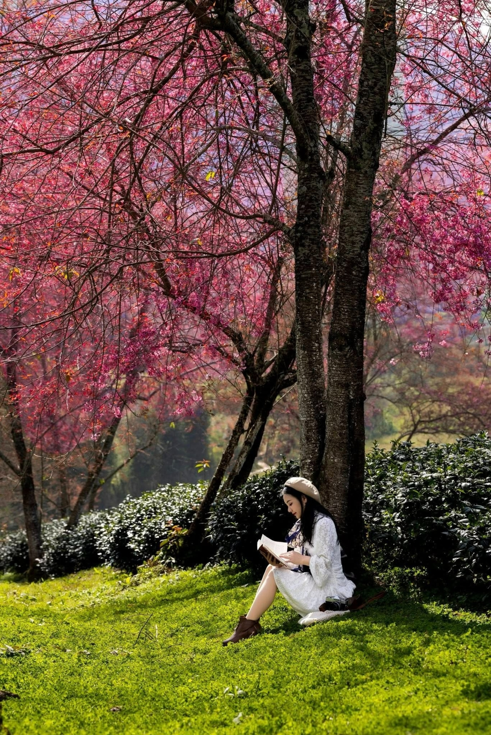 Mùa hoa mai anh đào cuối cùng ở Sa Pa: Khách mua chè ủng hộ để vào chụp ảnh - 3