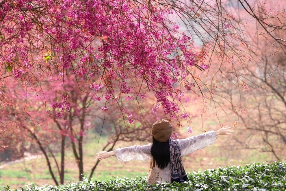 Mùa hoa mai anh đào cuối cùng ở Sa Pa: Khách mua chè ủng hộ để vào chụp ảnh - 2