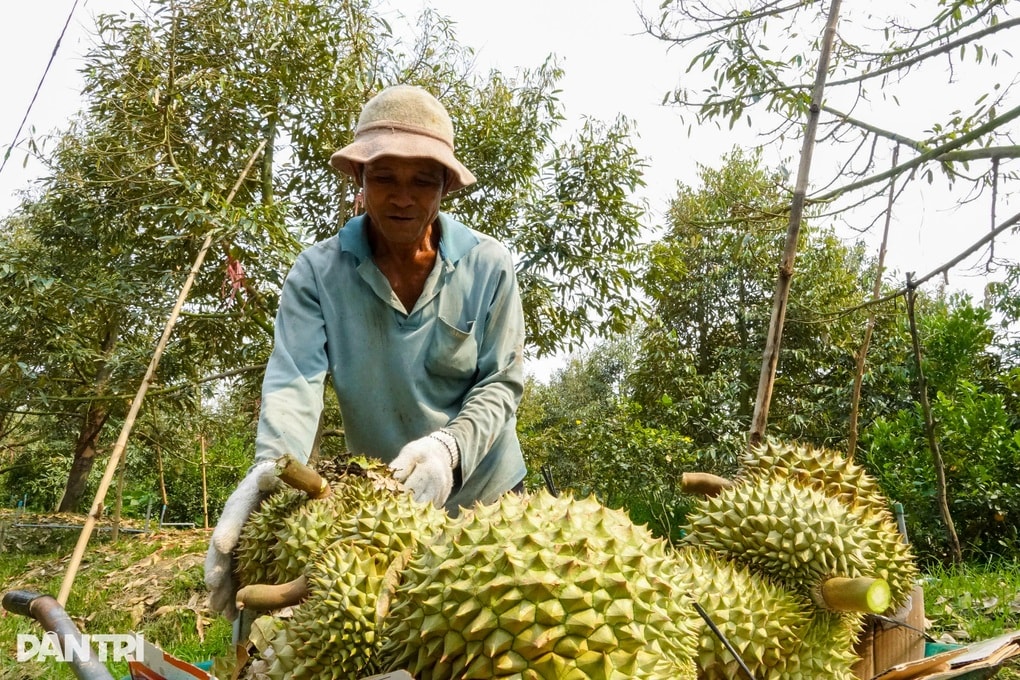 Giá sầu riêng nghịch vụ biến động mạnh, nhà vườn vừa thu tiền vừa thấp thỏm - 2