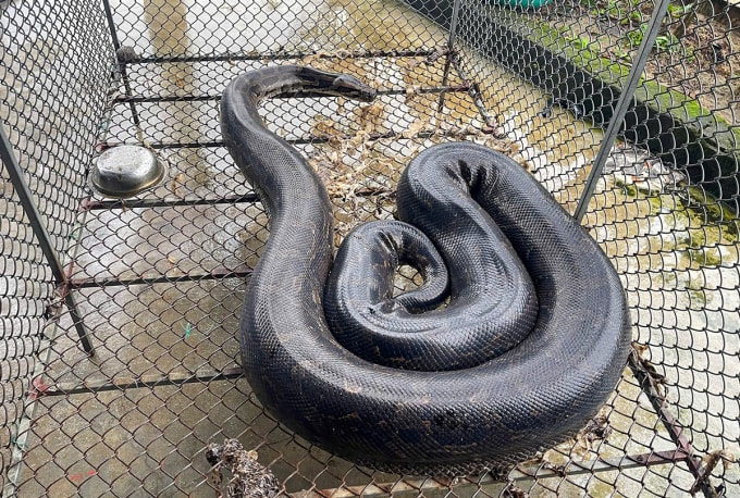 Con trăn được gia đình ông Minh nhốt vào lồng sắt. Ảnh: Hùng Lê