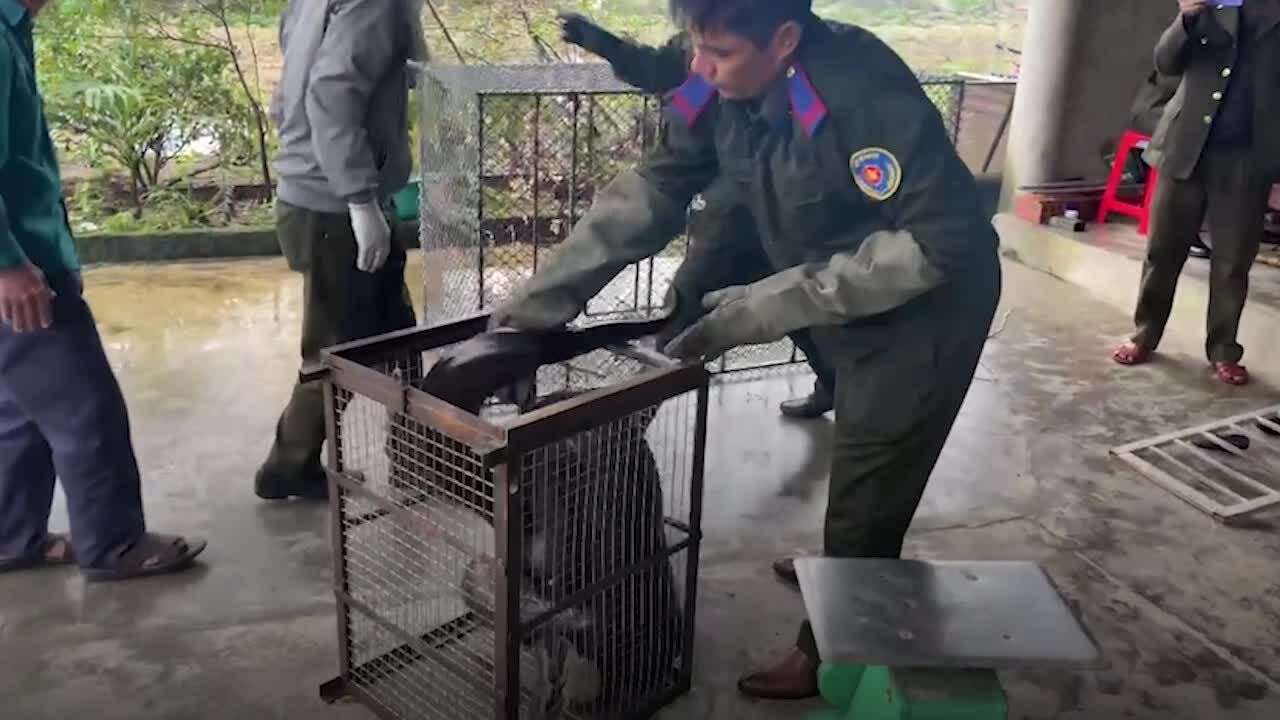 Liên tiếp phát hiện trăn bò vào vườn nhà dân