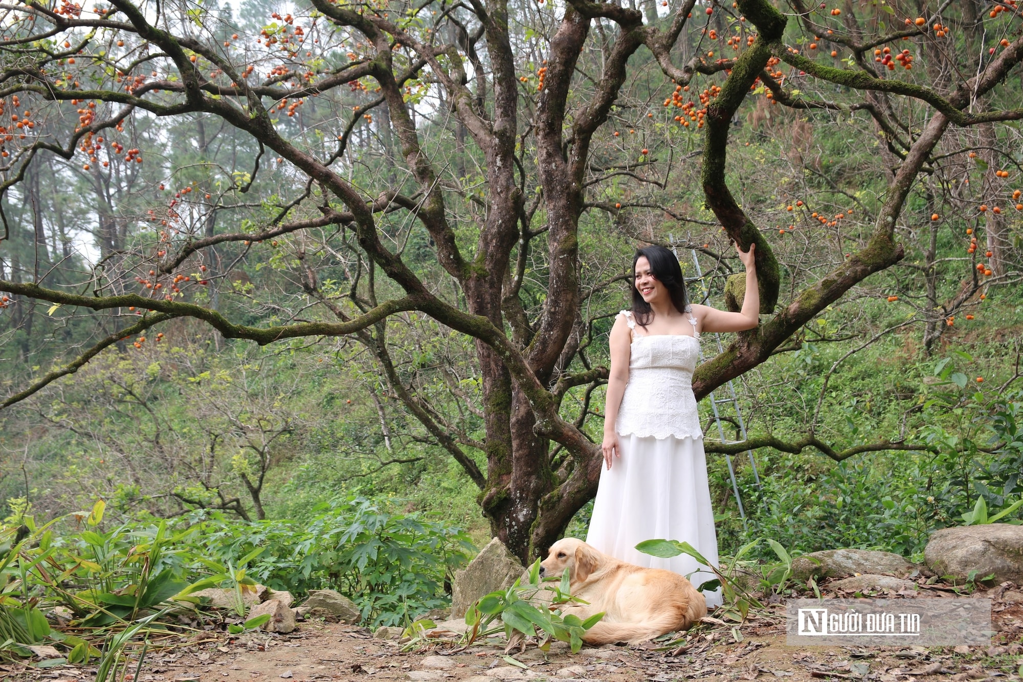 Vườn hồng trăm tuổi ở xứ Nghệ hút khách đến trải nghiệm, check - in- Ảnh 9.