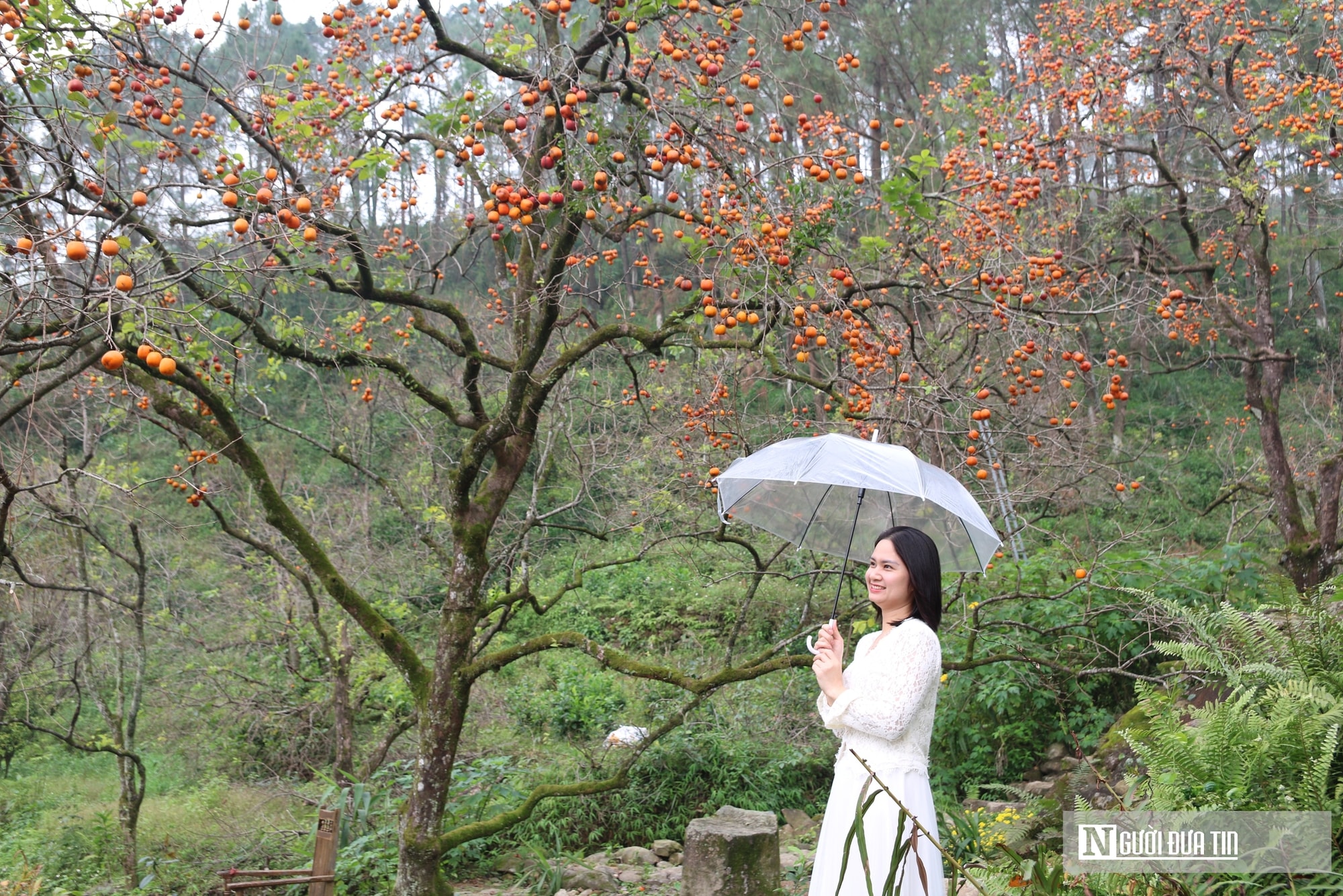 Vườn hồng trăm tuổi ở xứ Nghệ hút khách đến trải nghiệm, check - in- Ảnh 10.