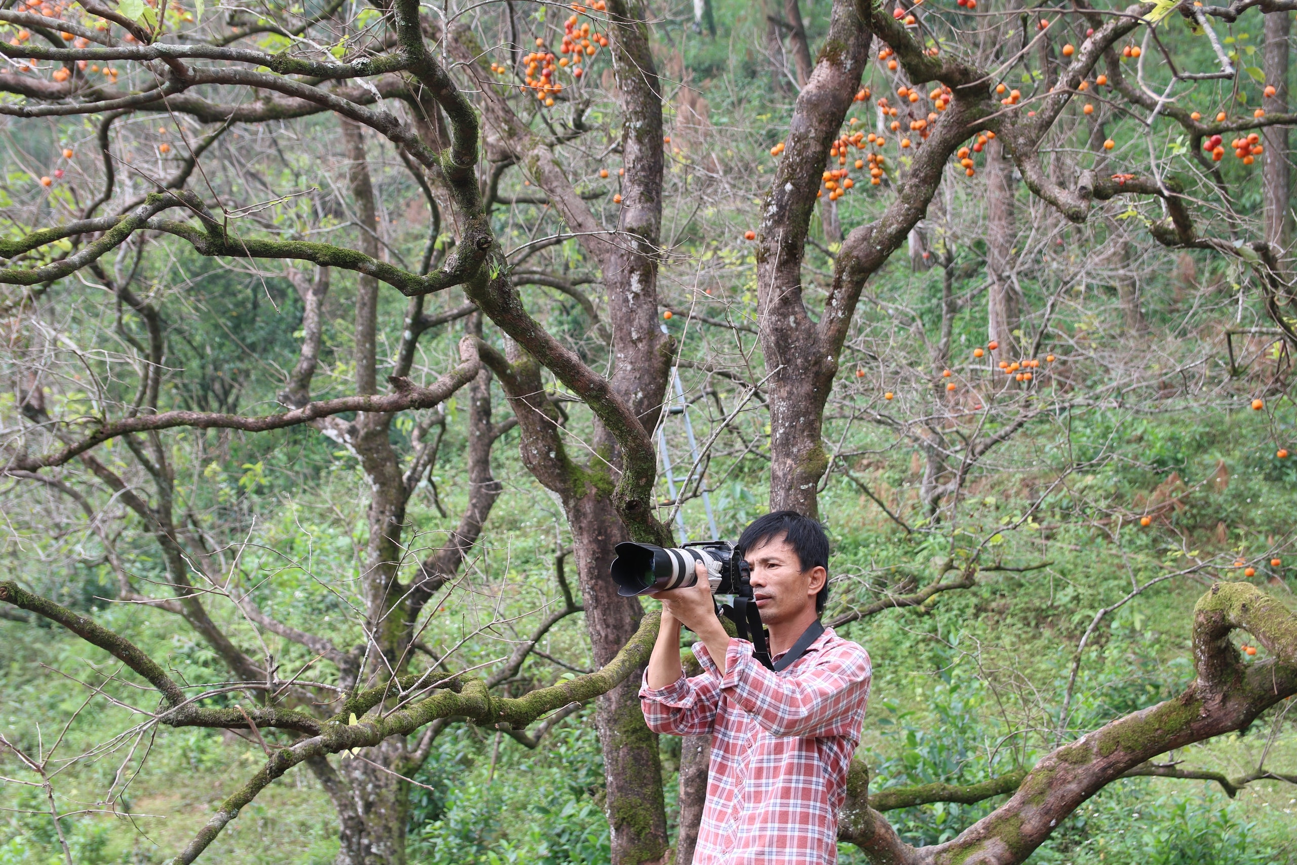 Vườn hồng trăm tuổi ở xứ Nghệ hút khách đến trải nghiệm, check - in- Ảnh 4.