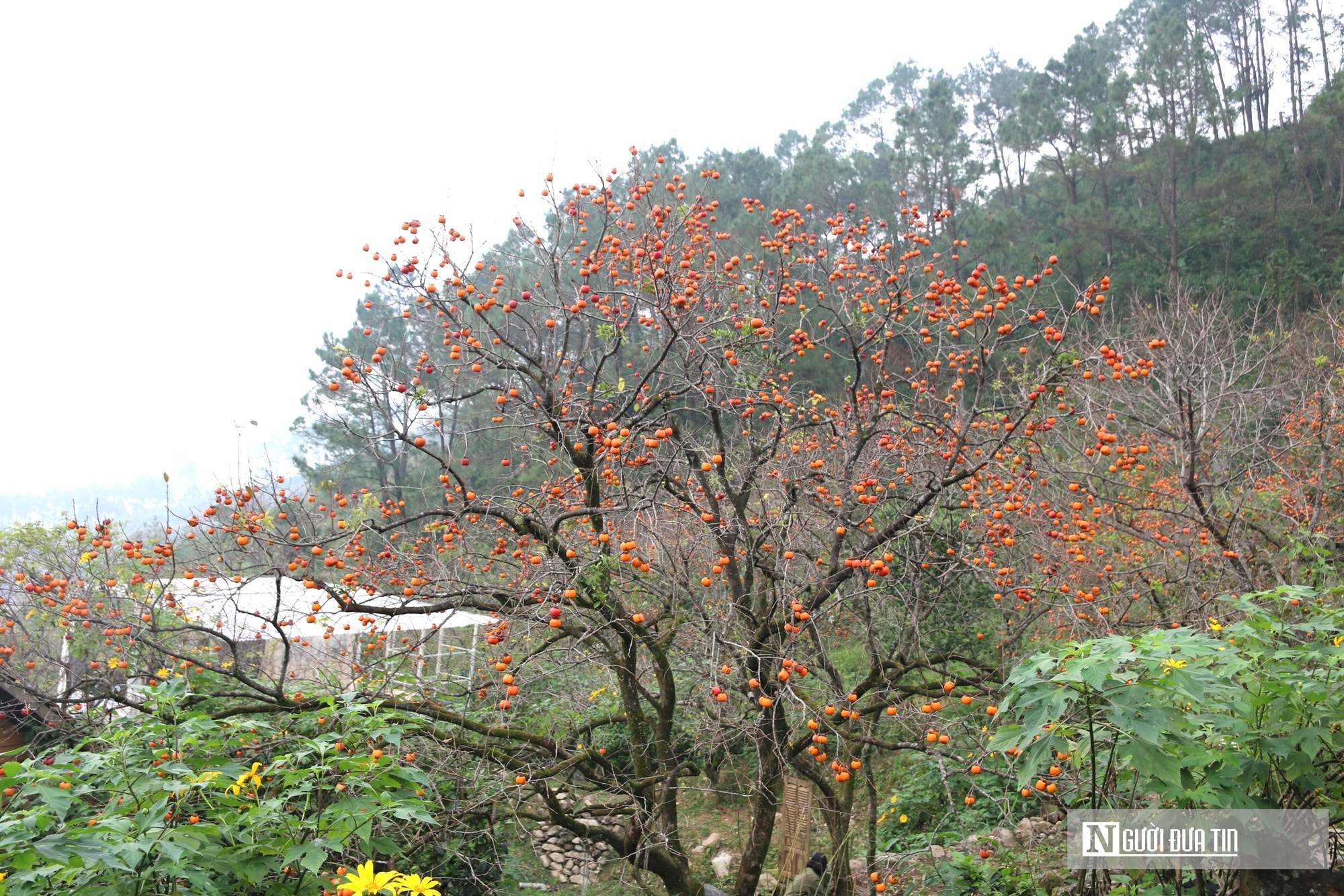 Vườn hồng trăm tuổi ở xứ Nghệ hút khách đến trải nghiệm, check - in- Ảnh 1.