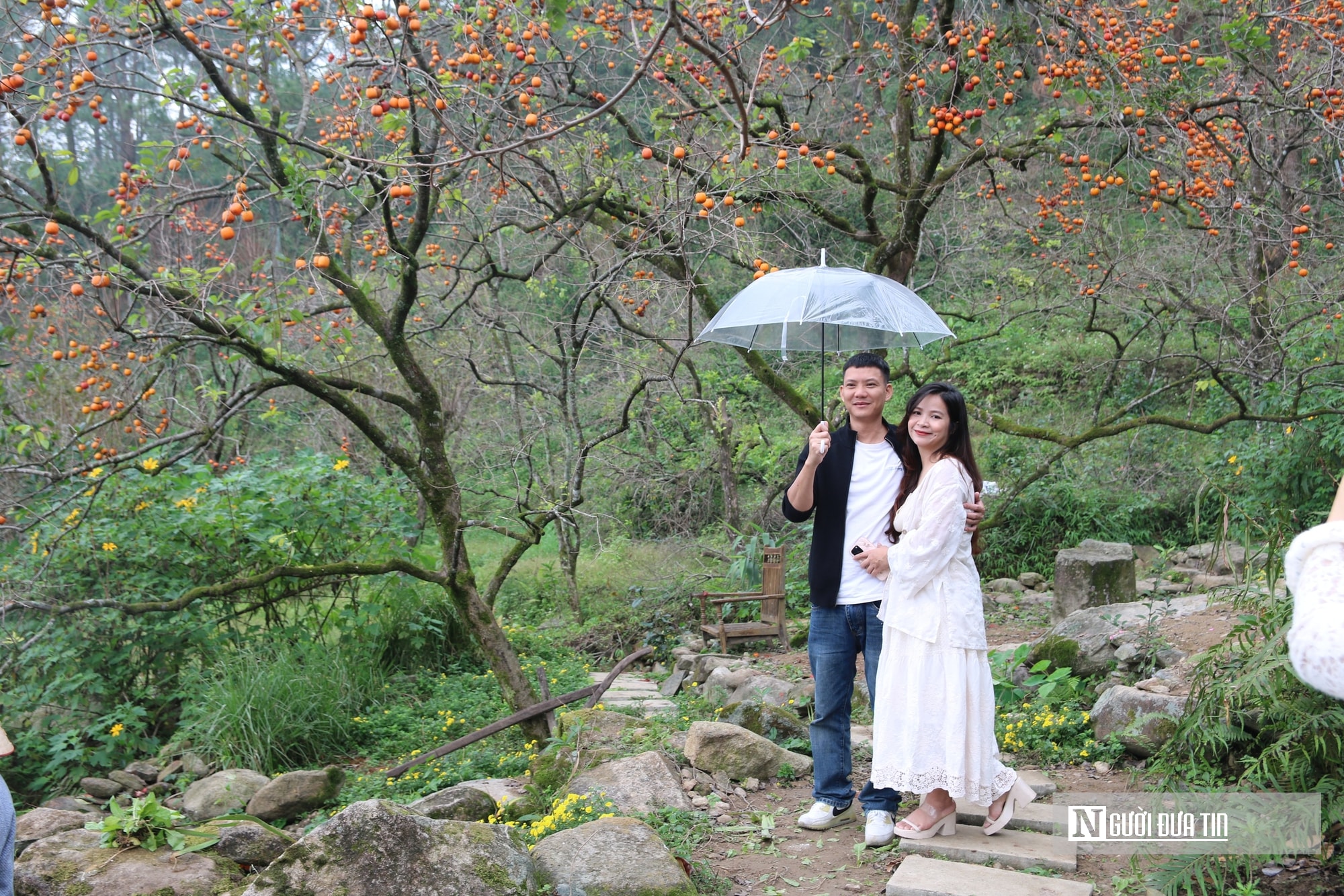 Vườn hồng trăm tuổi ở xứ Nghệ hút khách đến trải nghiệm, check - in- Ảnh 2.