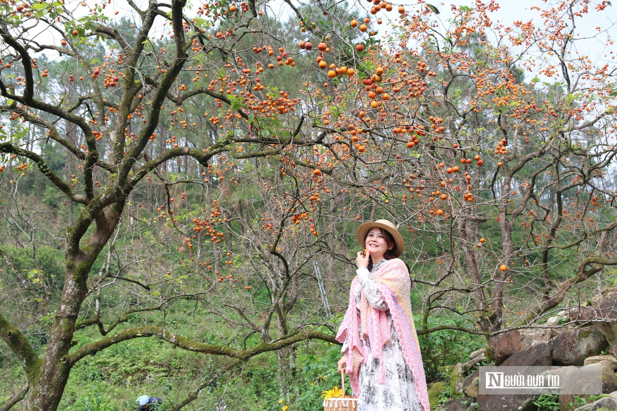 Vườn hồng trăm tuổi ở xứ Nghệ hút khách đến trải nghiệm, check - in- Ảnh 3.