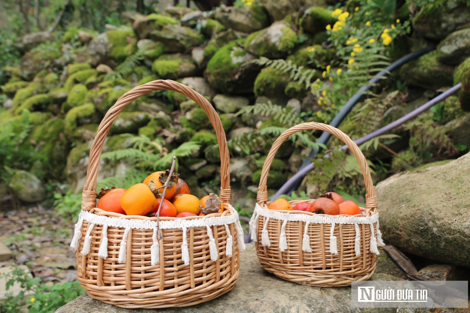 Vườn hồng trăm tuổi ở xứ Nghệ hút khách đến trải nghiệm, check - in- Ảnh 5.