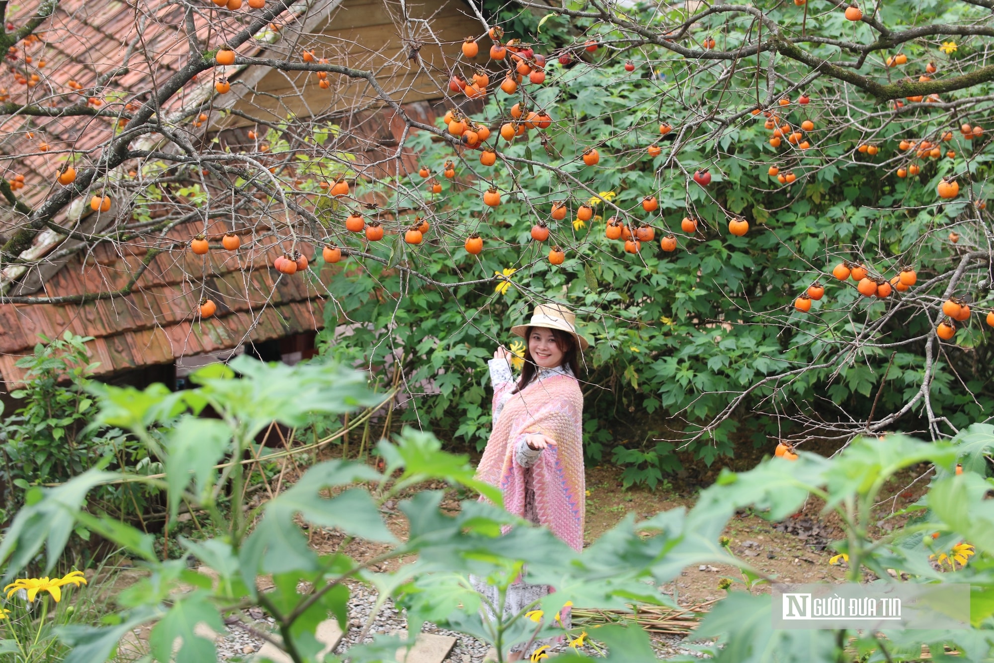 Vườn hồng trăm tuổi ở xứ Nghệ hút khách đến trải nghiệm, check - in- Ảnh 6.