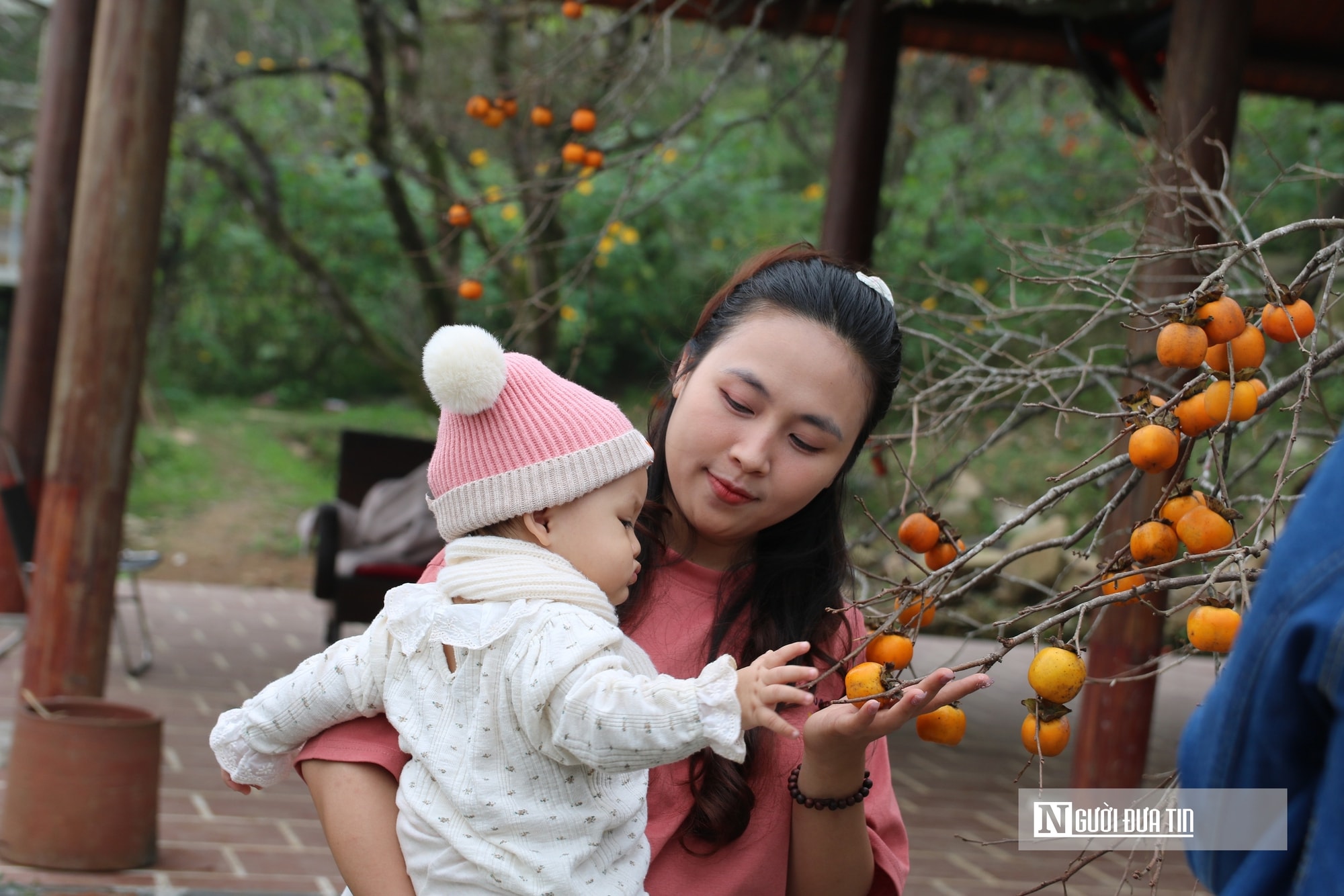 Vườn hồng trăm tuổi ở xứ Nghệ hút khách đến trải nghiệm, check - in- Ảnh 11.