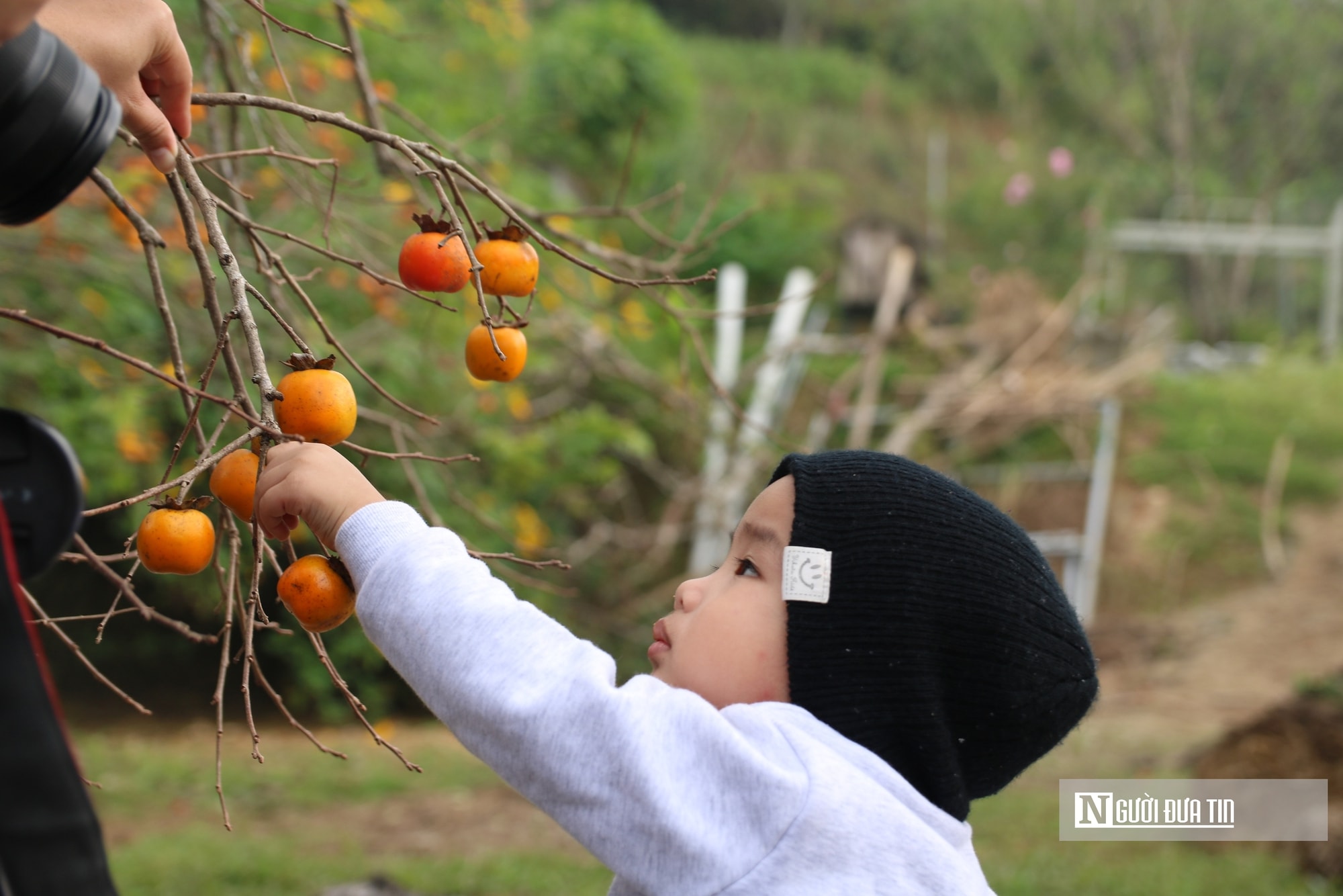 Vườn hồng trăm tuổi ở xứ Nghệ hút khách đến trải nghiệm, check - in- Ảnh 12.