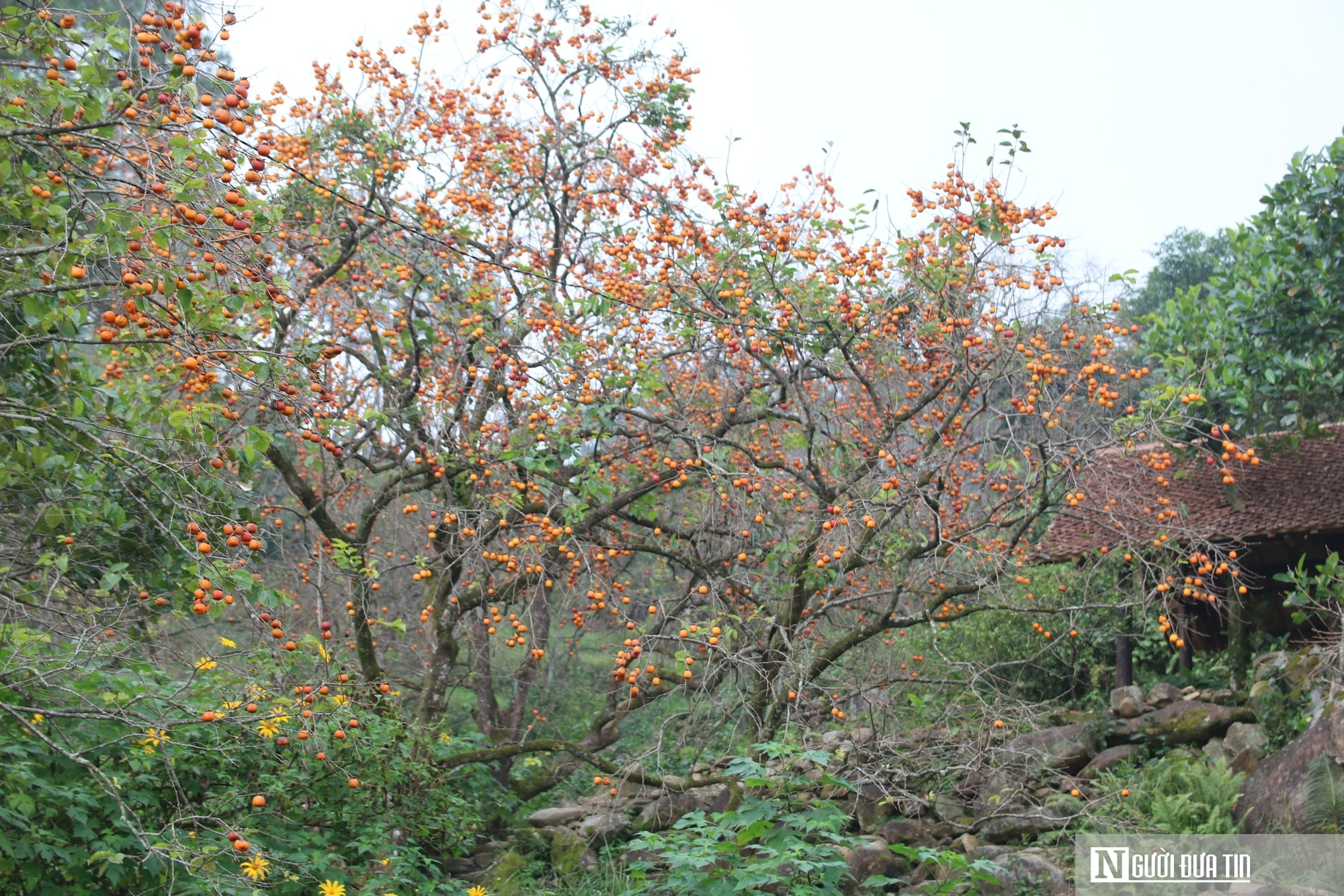 Vườn hồng trăm tuổi ở xứ Nghệ hút khách đến trải nghiệm, check - in- Ảnh 15.