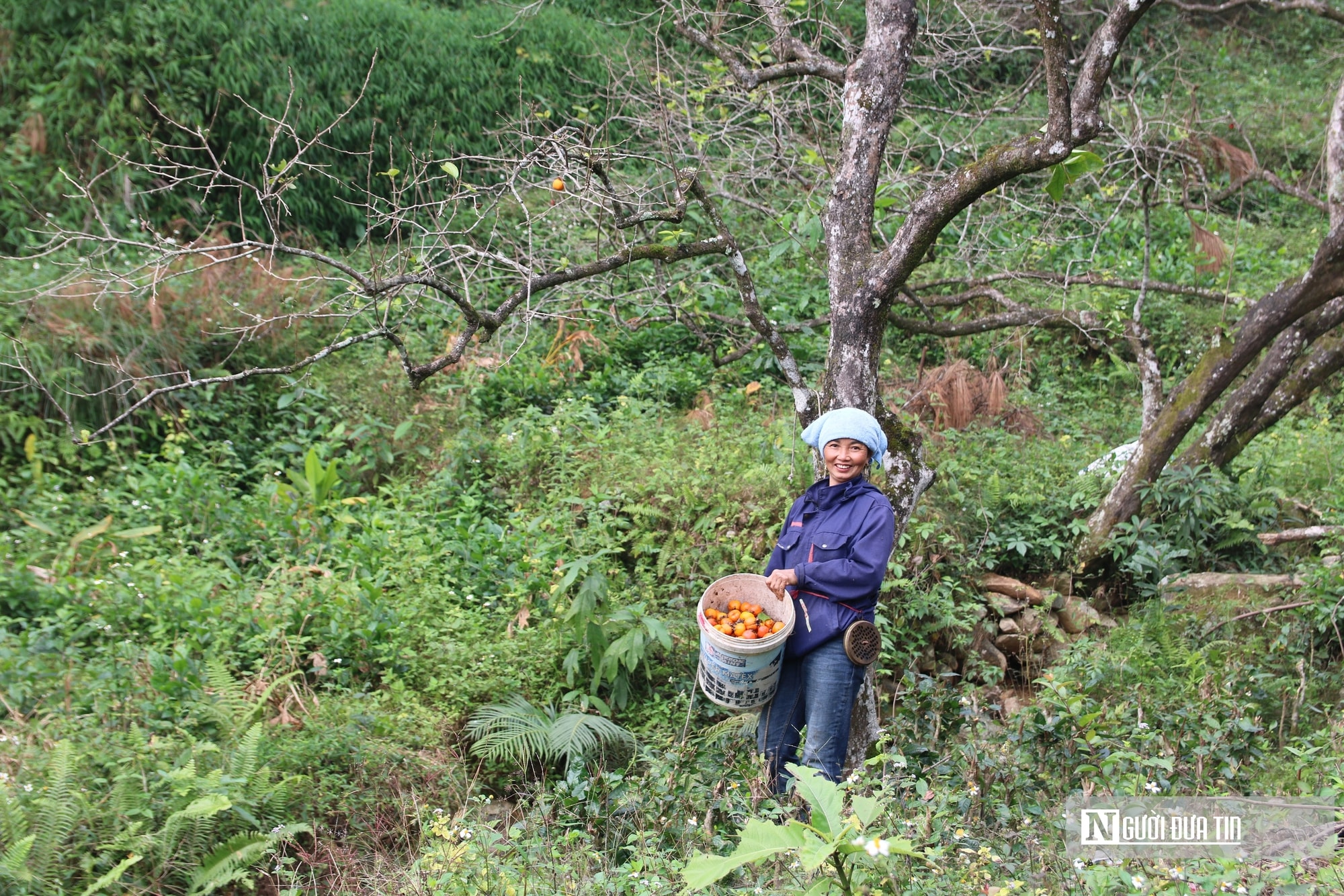 Vườn hồng trăm tuổi ở xứ Nghệ hút khách đến trải nghiệm, check - in- Ảnh 13.
