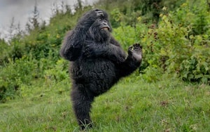 Ẩn mình thành "người chăn cừu", kẻ trốn truy nã vẫn bị phát hiện chỉ vì điều này - Ảnh 2.