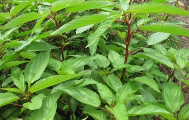 2 loại rau không lo "ngậm" thuốc trừ sâu, đặc biệt loại số 1 rất quen ít ai hay - Ảnh 1.