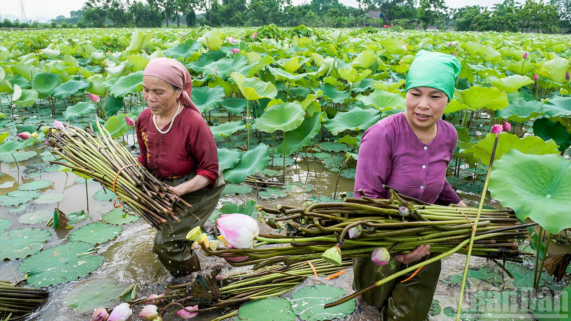 Câu chuyện ẩn chứa đằng sau chiếc áo dài tơ sen của 'công chúa hàng hiệu' Tiên Nguyễn- Ảnh 9. Câu chuyện ẩn chứa đằng sau chiếc áo dài tơ sen của 'công chúa hàng hiệu' Tiên Nguyễn- Ảnh 9.