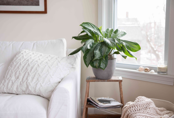 Chậu cây ngọc ngân đặt cạnh cửa sổ trong phòng khách, tán lá xanh bóng nổi bật trên nền nội thất sáng màu, giúp không gian thêm thoáng đãng và dễ chịu. Ảnh: Thespruce