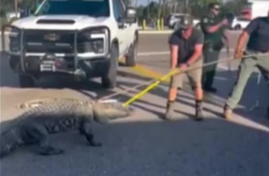 Cá sấu khổng lồ đi lạc khiến nhiều người hoảng hốt - Ảnh 1.