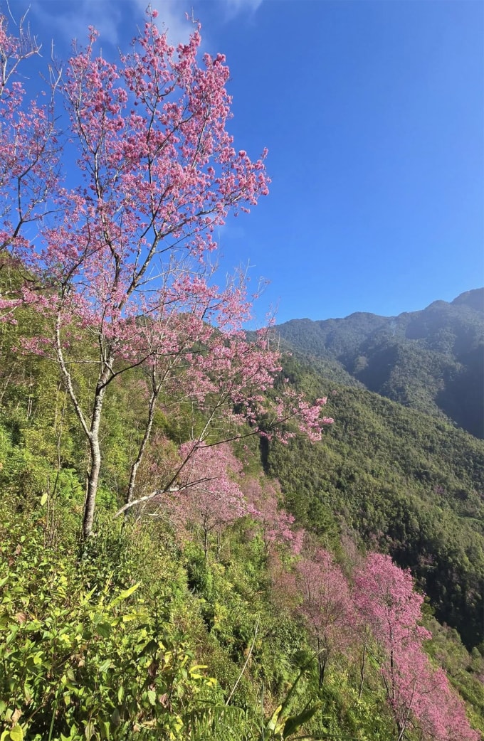 Hoa nở lác đác ở xã Mồ Dề ngày 10/12. Ảnh: M&N