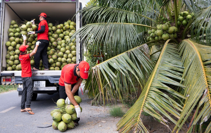 Doanh nghiệp thu mua dừa ở Bến Tre cũ (nay là Vĩnh Long). Ảnh: Đình Tùng