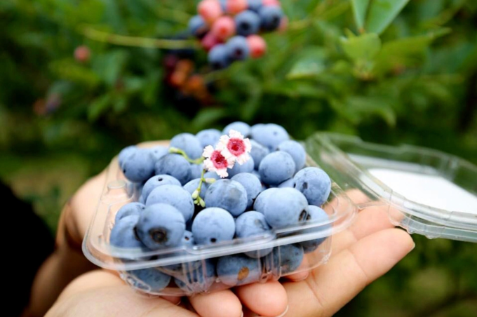 Việt quất là lựa chọn an toàn cho những người đang quan tâm đến chức năng thận. Ảnh: Như Nam