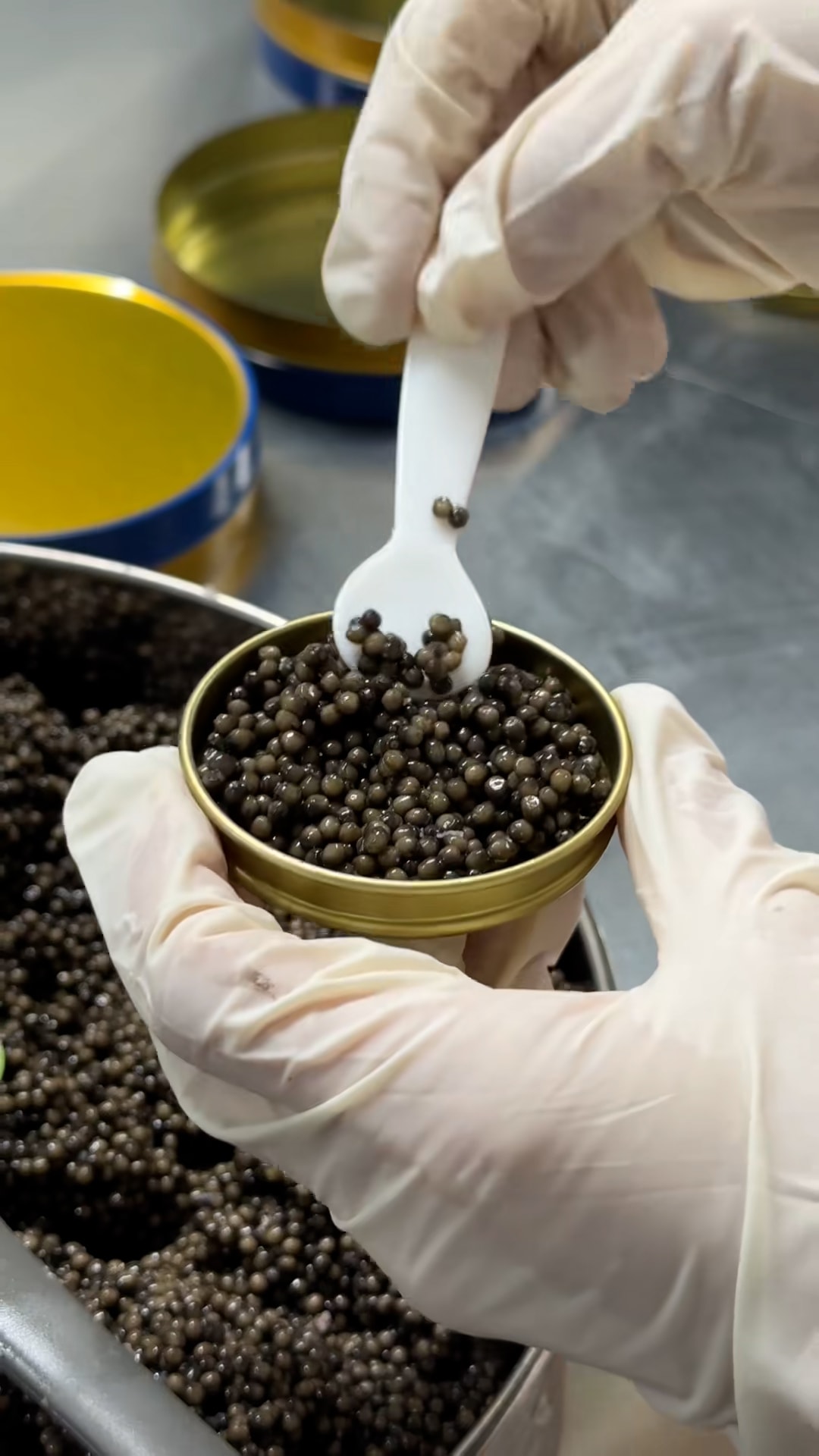 Vì sao Beluga là trứng cá đắt nhất thế giới?