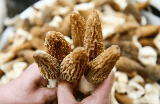 Loại cây dại mọc um tùm ở Việt Nam, "trời Tây" bán giá 13 triệu đồng/kg - Ảnh 1.