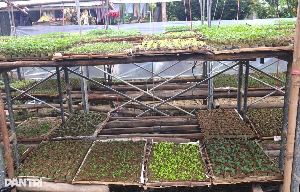 Trắng tay sau lũ, nông dân vực dậy trông vào vụ Tết - 3 Trắng tay sau lũ, nông dân vực dậy trông vào vụ Tết - 3