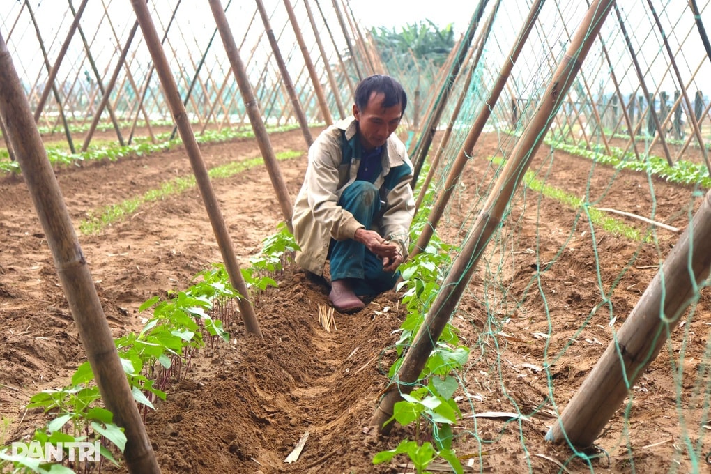 Trắng tay sau lũ, nông dân vực dậy trông vào vụ Tết - 2 Trắng tay sau lũ, nông dân vực dậy trông vào vụ Tết - 2