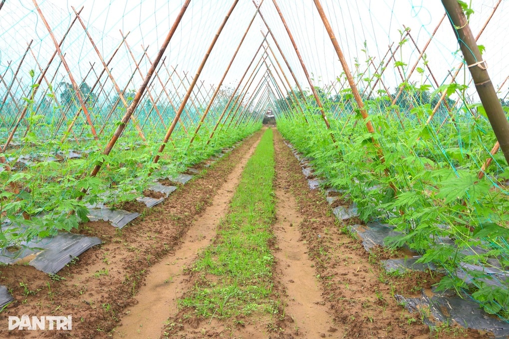 Trắng tay sau lũ, nông dân vực dậy trông vào vụ Tết - 1 Trắng tay sau lũ, nông dân vực dậy trông vào vụ Tết - 1