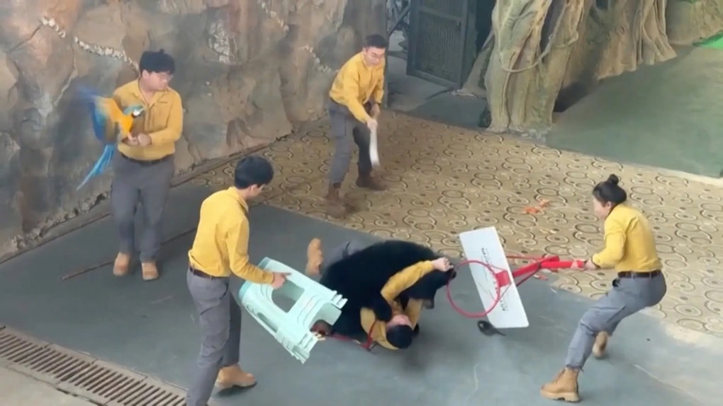 Gấu đen bất ngờ nổi điên, húc ngã người huấn luyện khiến du khách thót tim - 1 Gấu đen bất ngờ nổi điên, húc ngã người huấn luyện khiến du khách thót tim - 1