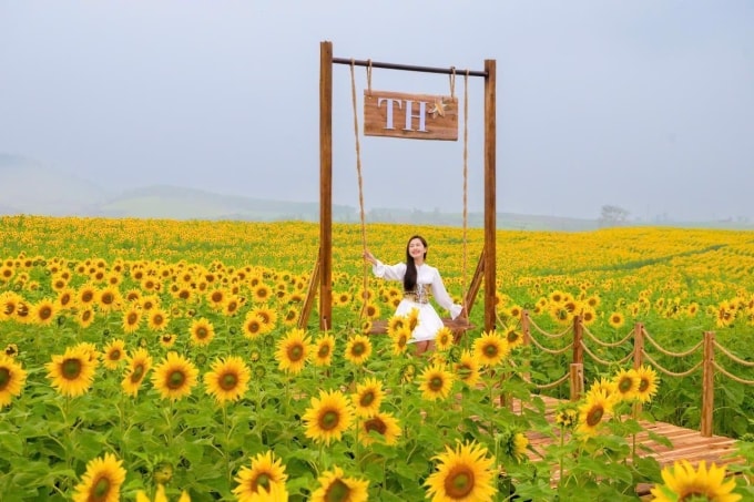 Khách tham quan có hơn 10 điểm check-in trên cánh đồng hoa hướng dương. Ảnh: Tập đoàn TH