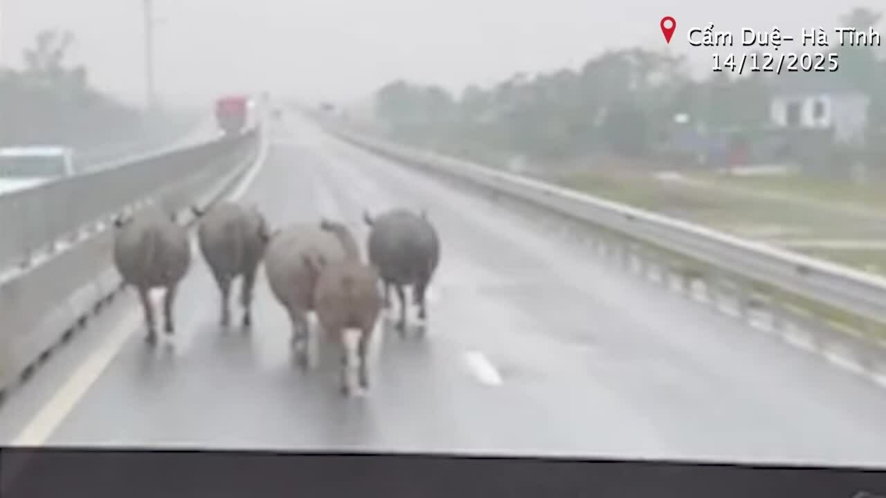 Đàn trâu đi vào cao tốc Hàm Nghi - Vũng Áng
