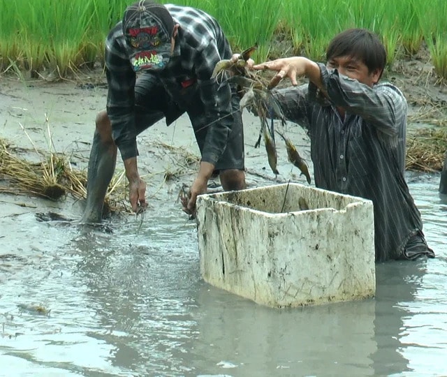 VIDEO: Nông dân miền Tây quậy bùn vần công bắt tôm càng xanh - Ảnh 5.